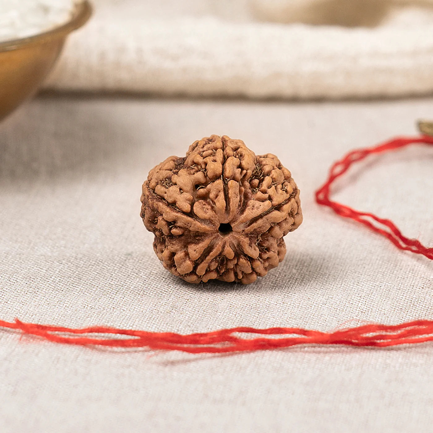 5 Mukhi Rudraksha Bead Single
