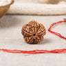 5 Mukhi Rudraksha Bead Single