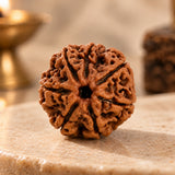 7 Mukhi Rudraksha Bracelet - Nepal Original & Lab Certified