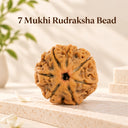 7 Mukhi Rudraksha  - Nepal Original & Lab Certified