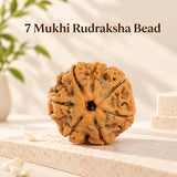 7 Mukhi Rudraksha  - Nepal Original & Lab Certified