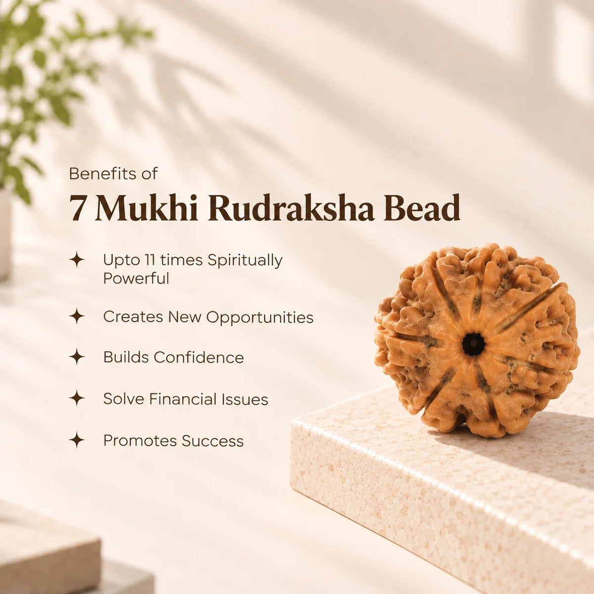 7 Mukhi Rudraksha  - Nepal Original & Lab Certified