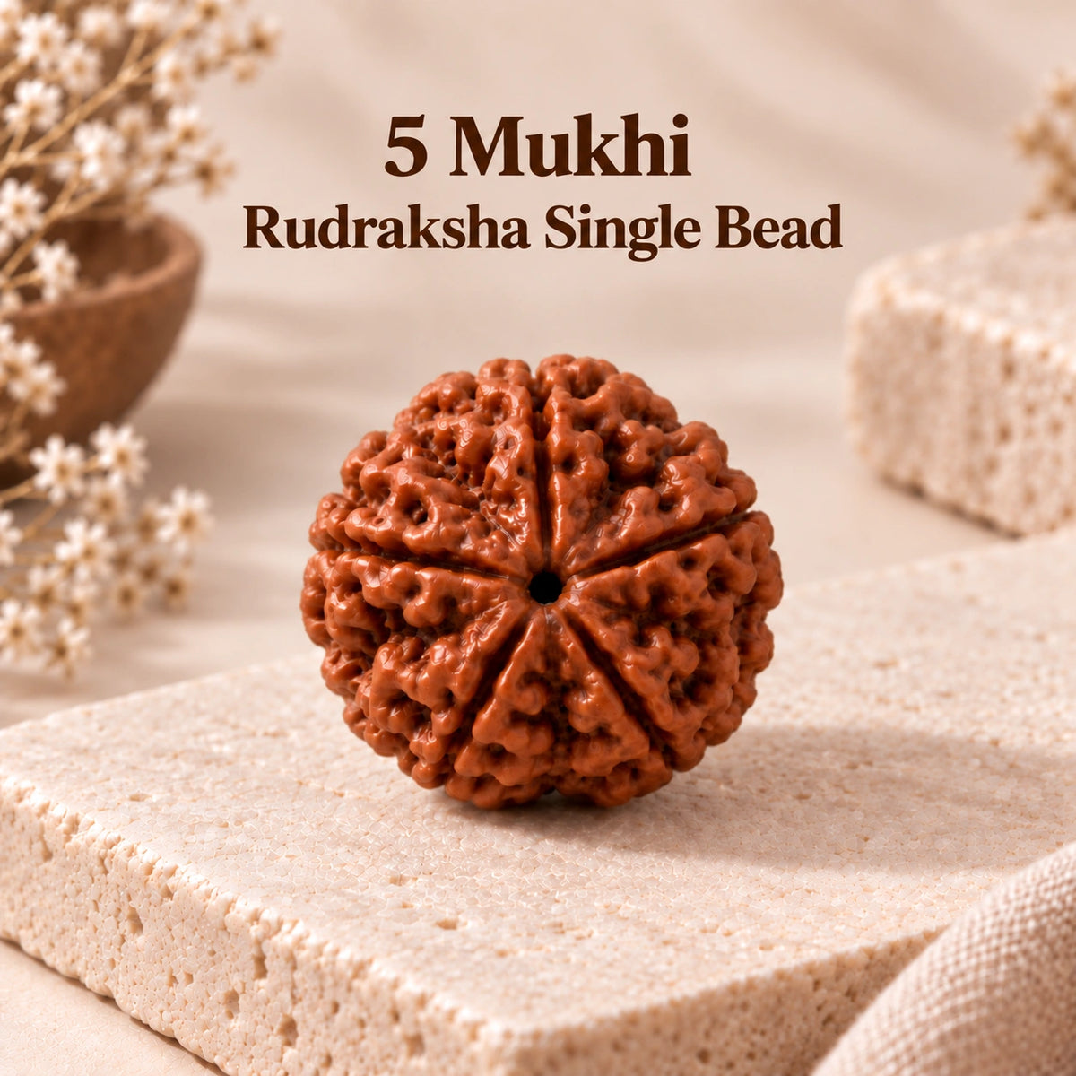 5 Mukhi Rudraksha - Nepal Origin & Certified