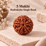 5 Mukhi Rudraksha - Nepal Origin & Certified