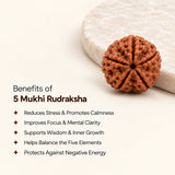 5 Mukhi Rudraksha - Nepal Origin & Certified